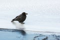 Large-Billed Crow Standing on Ice