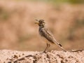 Large Billed Lark