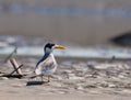 Large-billed Tern