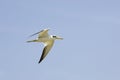 Large-Billed Tern, phaetusa simplex, Adult in Flight, Los Lianos in Venezuela