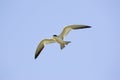 Large-billed Tern, phaetusa simplex, Adult in Flight, Los Lianos in Venezuela