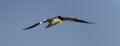 Large-billed Tern (Phaetusa simplex) in Brazil