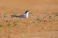 Large-billed tern, Phaetusa simplex, in river sand beach, Rio Negro, Pantanal, Brazil. Bird in the nature sea habitat. Skimmer dr