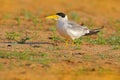 Large-billed tern, Phaetusa simplex, in river sand beach, Rio Negro, Pantanal, Brazil. Skimmer drinking water with open wings. Wil