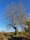 A large birch tree