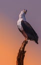 Large bird called a Fisheagle calling at sunset Royalty Free Stock Photo