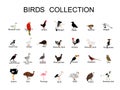 Large bird collection vector  illustration isolated on white background. Royalty Free Stock Photo