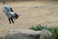 Secretary bird with beautiful crest Royalty Free Stock Photo