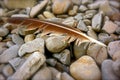 Bird Feather on Beach Pebbles Royalty Free Stock Photo