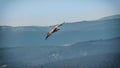 Large bird Griffon vulture flying above canyon Uvac, Serbia