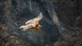 Large bird Griffon vulture flying above canyon Uvac, Serbia Royalty Free Stock Photo