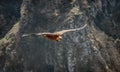 Large bird Griffon vulture flying above canyon Uvac, Serbia