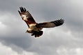Red-Tailed Hawk Flying Through Stormy Sky. Generative AI Royalty Free Stock Photo