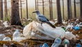 A large bird among plastic and garbage in a dried forest