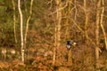 Large bird of prey flies in the air and hunts for food. Majestic brown-feathered buzzard with a forest in the background Royalty Free Stock Photo