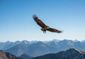 A large bird of prey, possibly an eagle, soars through a clear blue Royalty Free Stock Photo