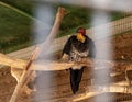 A large bird of prey sits in a cage in Gan Guru kangaroo park in Kibutz Nir David in the north of Israel