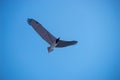 Large Bird Shaped Kite