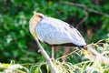 Large bird sleeping in a tree