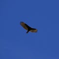 Large bird soaring in the blue sky