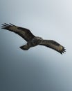 Large bird soaring with wings extended against the sky