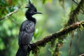 Umbrellabird - South America