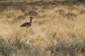 Large bird species known for Kori Bustard walking in namibia etosha pan.