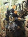 A large bird spider crawling on a stone wall on a house Royalty Free Stock Photo