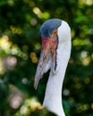 Large bird Wattled crane of the Gruidae Family. Portrait showing distinctive wattles Royalty Free Stock Photo