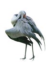 Large bird Wattled crane of the Gruidae Family in Walsrode Bird Park. Vertical. Isolated Royalty Free Stock Photo