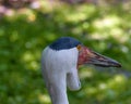Large bird Wattled crane. Portrait showing distinctive wattles. Horizontal Royalty Free Stock Photo