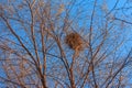 A large birds nest nestled in the crook of tree branches against a blue sky Royalty Free Stock Photo