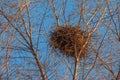 A large birds nest nestled in the crook of tree branches against a blue sky Royalty Free Stock Photo