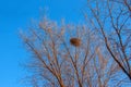 A large birds nest nestled in the crook of tree branches against a blue sky Royalty Free Stock Photo