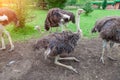 Large birds, ostriches with long necks, walk and eat on the green grass. Rare and endangered animals