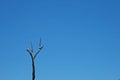 LARGE BIRDS PERCHED ON DEAD TREE AGAINST BLUE SKY Royalty Free Stock Photo