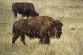 Large bison browsing in grasslands of Yellowstone National Park, Wyoming. Royalty Free Stock Photo