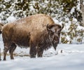 Large bison or buffalo, raises head from hunting for grass in the snow Royalty Free Stock Photo