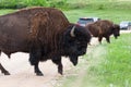 Large Bison Bull