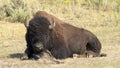 Large bison bull sitting on the ground in lamar valley, yellowstone