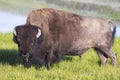 A large Bison in early morning light. Royalty Free Stock Photo