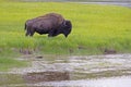 Large Bison grazes beside a lake in Yellowstone National Park. Royalty Free Stock Photo