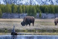 Large bison grazing just across the river on the grass Royalty Free Stock Photo