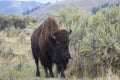 Large bison grazing in Lamar Valley of Yellowstone National Park Royalty Free Stock Photo