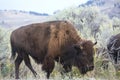 Large bison grazing in Lamar Valley of Yellowstone National Park Royalty Free Stock Photo