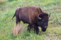 LARGE Bison Royalty Free Stock Photo