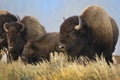 A large bison standing in yellow grasses in Grand Teton National Park in Wyoming. Royalty Free Stock Photo