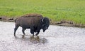 Large Bison wading through water. Royalty Free Stock Photo