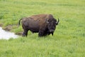 Large Bison wading through water. Royalty Free Stock Photo
