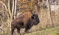 Large Bison Walking Up Grazing HIll Royalty Free Stock Photo